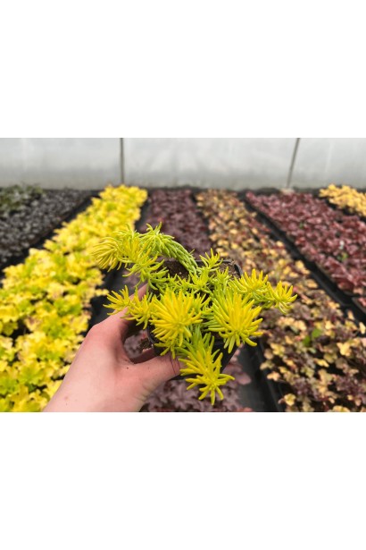 Очиток гірський Ангеліна в контейнері Р9